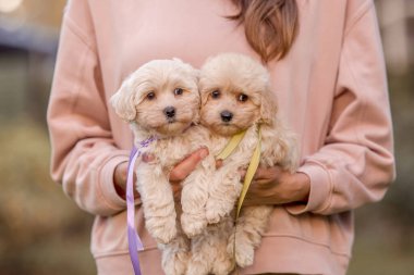 Sevimli Maltese ve Fino köpeği bir kadının elinde köpek yavrusu ya da Maltipoo köpeğini karıştırıyor. Sonbahar Sonbahar mevsimi