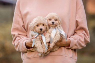 Sevimli Maltese ve Fino köpeği bir kadının elinde köpek yavrusu ya da Maltipoo köpeğini karıştırıyor. Sonbahar Sonbahar mevsimi