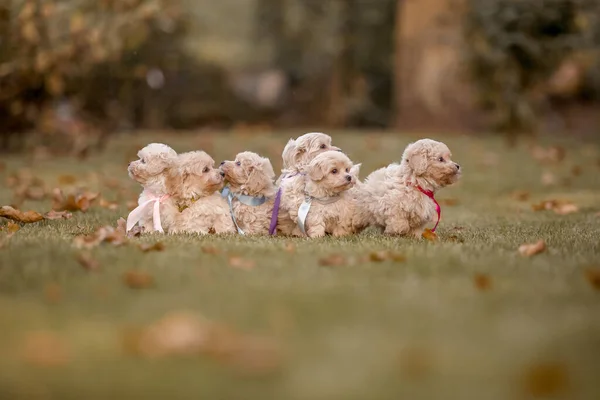 公園では 愛らしいマルタとプールが子犬 またはマルティプー犬 を混合し 楽しそうに走り ジャンプします 秋の季節 — ストック写真