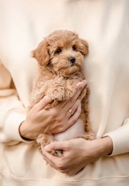 Tapılası Maltese ve Fino köpeği parkta köpekleri karıştırıyor. Sonbahar Sonbahar mevsimi