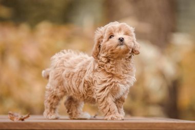 Tapılası Maltese ve Fino köpeği parkta köpekleri karıştırıyor. Sonbahar Sonbahar mevsimi