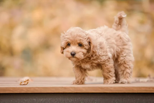 Maltese Dan Poodle Mencampur Puppy Atau Maltipoo Anjing Taman Musim — Stok Foto