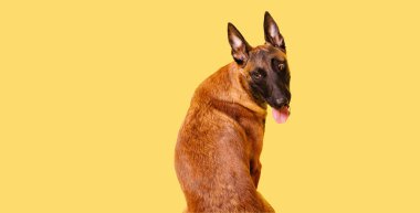 Belçika çobanı, sarı arka planda Malinois köpeği. Kes şunu. İzole edilmiş. Pankart