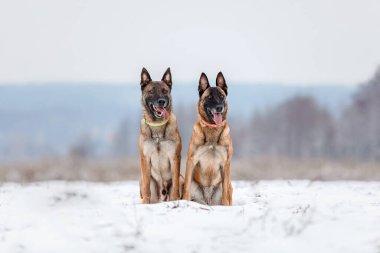 Karda Belçika Çoban Köpeği. Kış manzarasında Malinois köpeği