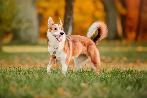 Pes Procházce Podzimní Park Podzimní Listí — Stock fotografie