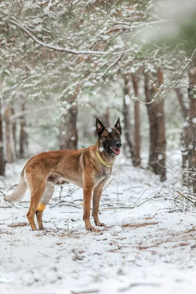 Karda Belçika Çoban Köpeği. Kış manzarasında Malinois köpeği