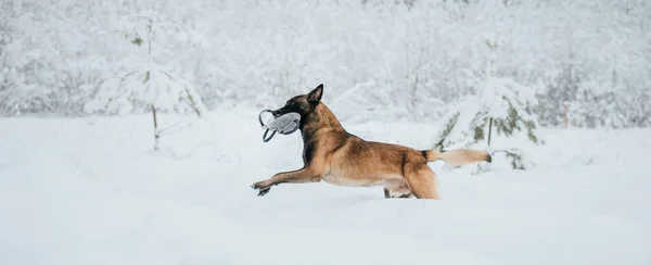 Cão Pastor Belga Neve Cão Malinois Paisagem Inverno — Fotografia de Stock