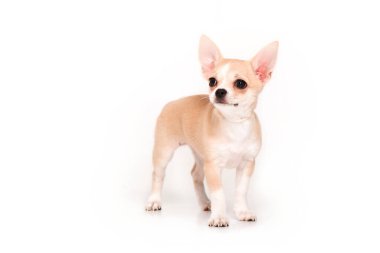 Chihuahua köpek yavrusu kesildi. Köpek beyaz arkaplanda izole edildi