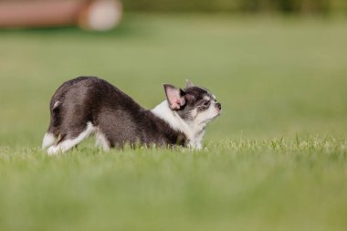 Yeşil çimlerin üzerinde şirin bir chihuahua köpeği. Minyatür köpek dışarıda yürüyor.