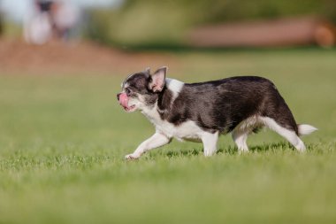 Yeşil çimlerin üzerinde şirin bir chihuahua köpeği. Minyatür köpek dışarıda yürüyor.