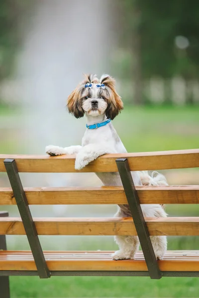 Cute funny shih tzu breed dog outdoors. Dog grooming. Funny dog