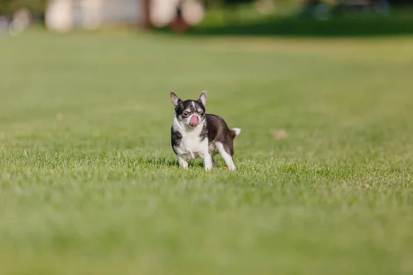 Niedlicher Chihuahua Hund Auf Grünem Gras Miniaturhund Geht Draußen Spazieren — Stockfoto