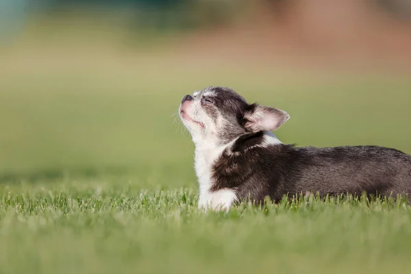 Söt Chihuahua Hund Grönt Gräs Miniatyr Hund Promenader Utomhus — Stockfoto