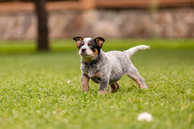 Avustralya sığır köpek yavrusu dışarıda. Blue Heeler köpek cinsi. Yavrular arka bahçeye. Köpek kumu. Köpek kulübesi.