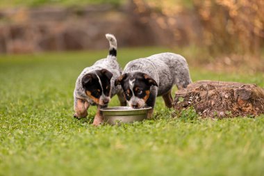 Australian cattle dog puppy outdoor. Blue heeler dog breed. Puppies on the backyard. Dog litter. Dog kennel clipart