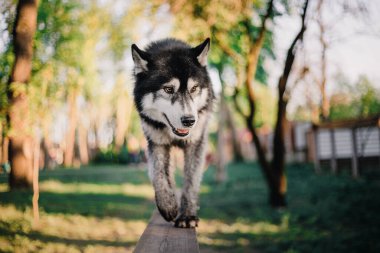  Günbatımında Sibirya Husky köpeği