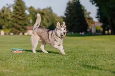 Beautiful siberian husky dog on the field