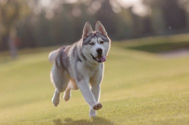  Günbatımında Sibirya Husky köpeği