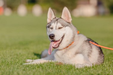 Beautiful siberian husky dog on the field