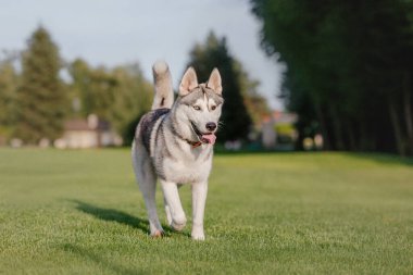 Beautiful siberian husky dog on the field