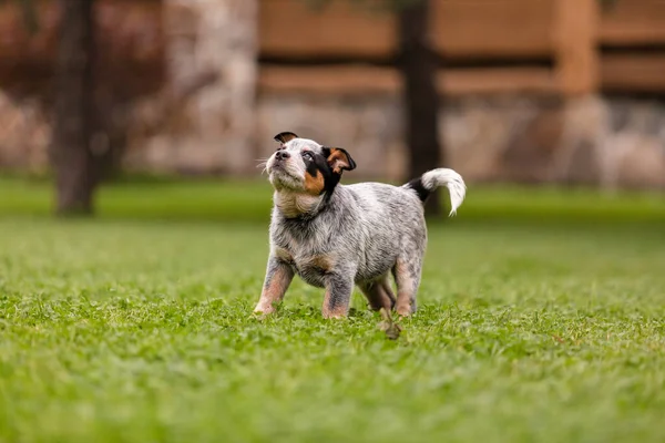 オーストラリアの牛犬の子犬の屋外 ブルーヒーラー犬の品種 裏庭に子犬 犬の糞 犬小屋 — ストック写真