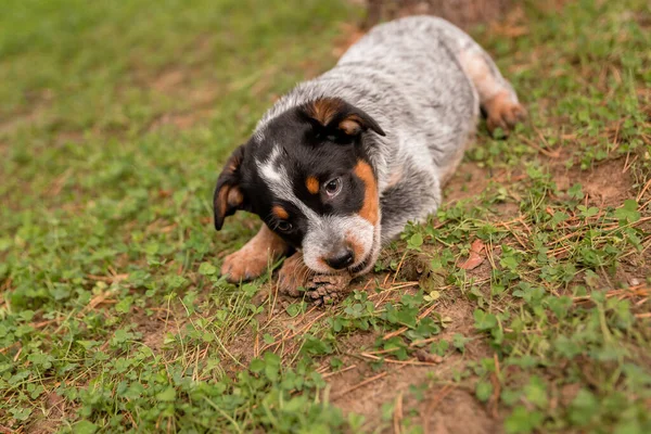 Australijski Szczeniak Świeżym Powietrzu Niebieski Pies Obcasach Szczeniaki Podwórku Śmieci — Zdjęcie stockowe