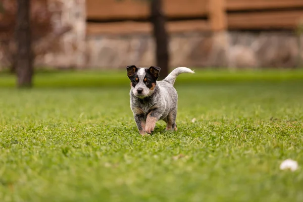 Αυστραλιανό Κουτάβι Γαλάζια Ράτσα Σκύλου Κουτάβια Στην Πίσω Αυλή Σκυλίσια — Φωτογραφία Αρχείου