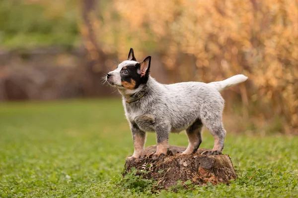 Australian Cattle Dog Puppy Outdoor Blue Heeler Dog Breed Puppies — Stock Photo, Image
