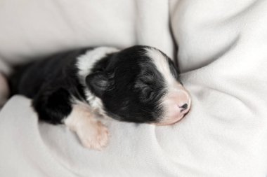 Avustralya çoban köpeğinin yeni doğmuş şirin yavrusu beyaz bir arka planda yatıyor.
