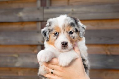 Güzel Avustralyalı çoban köpeği