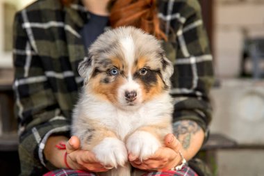 Güzel Avustralyalı çoban köpeği