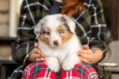 Güzel Avustralyalı çoban köpeği