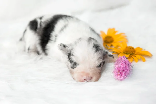 Симпатичный Новорожденный Щенок Австралийской Овчарки Лежит Белом Фоне — стоковое фото