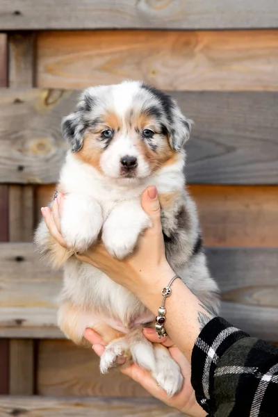 Bonito Cachorro Pastor Australiano Mão Proprietários — Fotografia de Stock