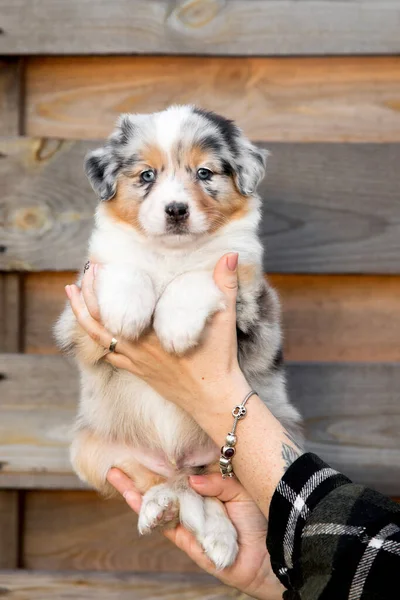 Bonito Cachorro Pastor Australiano Mão Proprietários — Fotografia de Stock