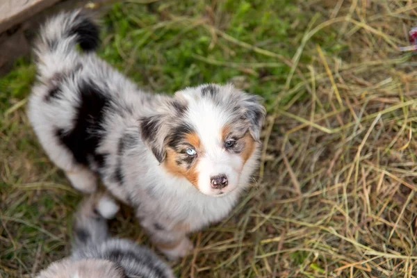 Mooie Australische Herder Puppy Buiten Het Gras — Stockfoto