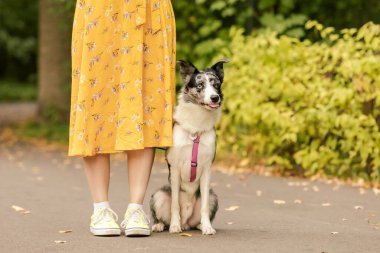 Köpek sahibinin yanına oturur. Border collie köpek cinsi. Köpekle yürüyüşe çıkmak. Yüzü yok. Yaşam biçimi