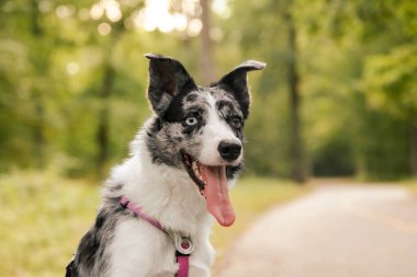 Şirin köpek. Border collie köpek cinsi. Köpeğin duyguları. Meraklı, mutlu ve komik evcil hayvan