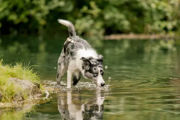 Border Collie dog breed in the park. Dog at the pond.