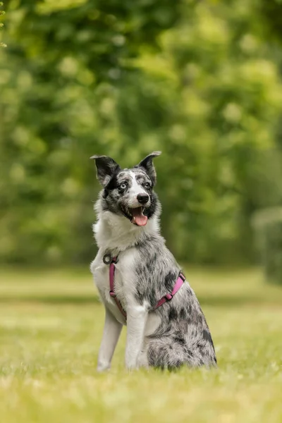 Активная Порода Собак Колли Парке — стоковое фото
