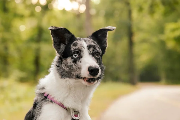 かわいい犬でした ボーダーコリー犬種 犬の感情について 好奇心旺盛で幸せで面白いペット — ストック写真