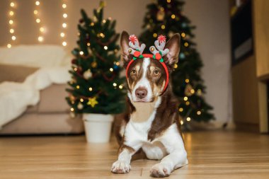 Ren geyiği boynuzları olan sevimli köpek, Noel kutlamasına komik ve neşeli bir dokunuş getiriyor.