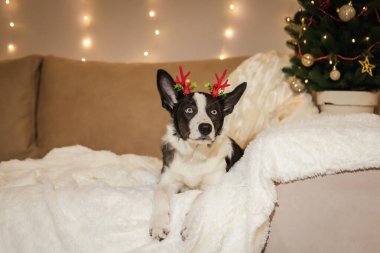 Ren geyiği boynuzları olan sevimli köpek, Noel kutlamasına komik ve neşeli bir dokunuş getiriyor.