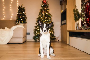 Mutlu yıllar ve mutlu Noeller! Noel ağacının yanında şirin bir köpek. Köpek evde tatil için bekliyor. Şenlikli. Kutlama.