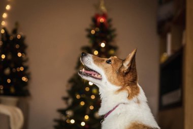 Mutlu yıllar ve mutlu Noeller! Noel ağacının yanında şirin bir köpek. Köpek evde tatil için bekliyor. Şenlikli. Kutlama.