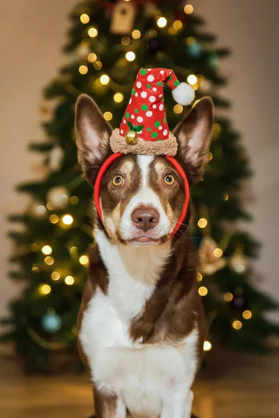 Mutlu Yıllar Mutlu Noeller Noel Ağacının Yanında Şirin Bir Köpek — Stok fotoğraf