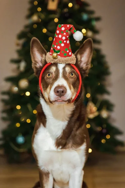 Feliz Año Nuevo Feliz Navidad Lindo Perro Cerca Del Árbol —  Fotos de Stock