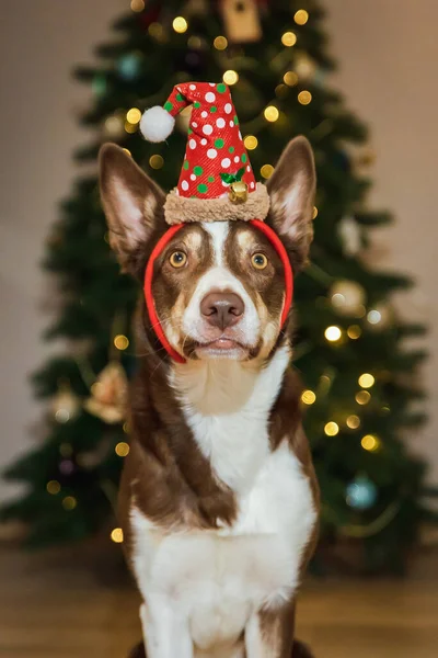 Szczęśliwego Nowego Roku Wesołych Świąt Słodki Pies Pobliżu Choinki Pies — Zdjęcie stockowe