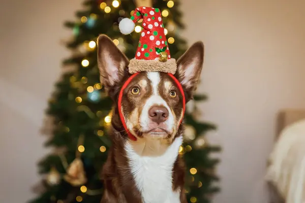 Mutlu Yıllar Mutlu Noeller Noel Ağacının Yanında Şirin Bir Köpek — Stok fotoğraf
