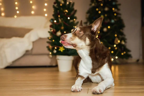 Feliz Ano Novo Feliz Natal Cão Bonito Perto Árvore Natal — Fotografia de Stock